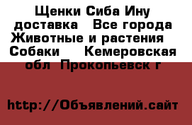 Щенки Сиба Ину доставка - Все города Животные и растения » Собаки   . Кемеровская обл.,Прокопьевск г.